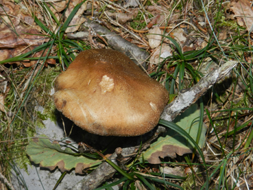 ritrovamenti 11 ottobre